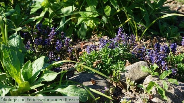 Ferienwohnung in Barkelsby - &ouml;kologische Ferienwohnung Rossee /Wohnung S&uuml;d - Bild 16