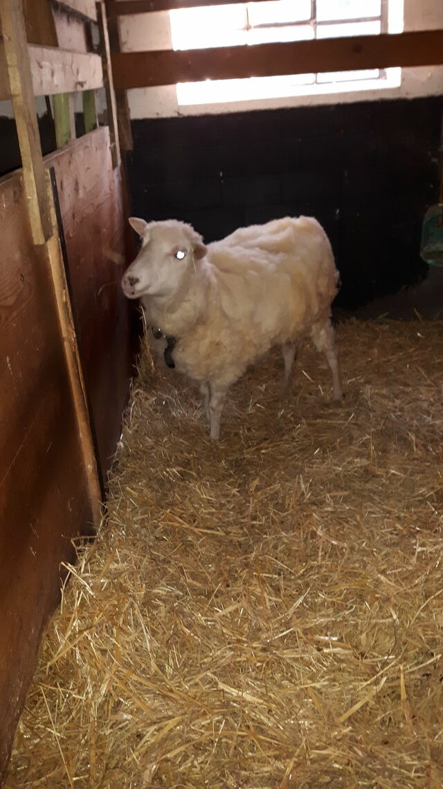 Ferienwohnung in Fehmarn OT Petersdorf - Gästehaus Nielson - Wohnung "Buschwindröschen" - Bild 21