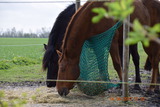 Ferienhaus in Fehmarn OT Ostermarkelsdorf - "L&uuml;tt Huus" - Bild 11