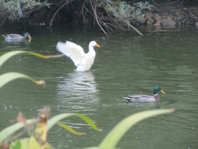 Ferienwohnung in Fehmarn - Fehmarn Beltblick - Wohnung West - Bild 16