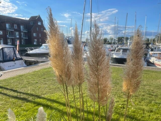 Ferienwohnung in Ueckermünde - Lagunenstadt am Haff Fewo 210 - Boje - Bild 9