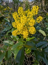 Ferienwohnung in Carinerland - Zirkuswagen - Roulotte - Bild 10