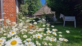 Ferienwohnung in Riepsdorf - Urlaub mit Hund - freie Zeiten im Sommer - Bild 9