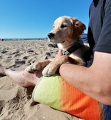 Ferienwohnung in Riepsdorf - Urlaub mit Hund - freie Zeiten im Sommer - Bild 10