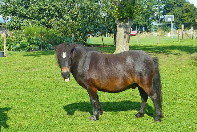 Ferienwohnung in Fehmarn OT Klausdorf - Landgl&uuml;ck - Bild 10