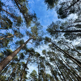 Ferienhaus in Baabe - Villa Hügel - Baabe - Bild 25