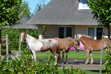 Ferienhaus in Fehmarn OT Staberdorf - Reetdachhaus 3, inkl. 2 Parkpl&auml;tze - Bild 19
