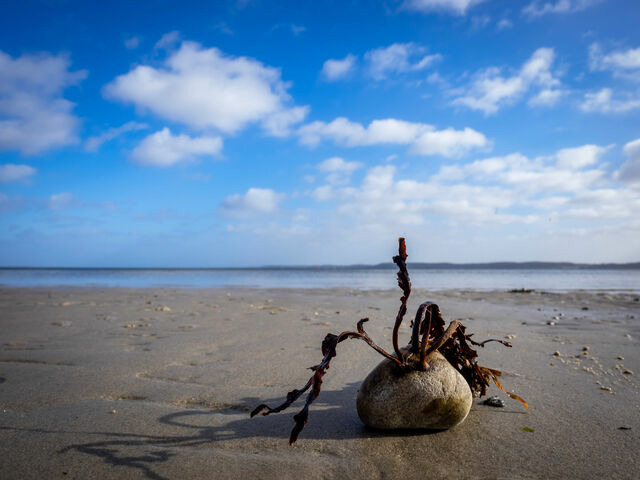 Ferienhaus in Glücksburg - Ferienhaus Außenförde - Bild 19