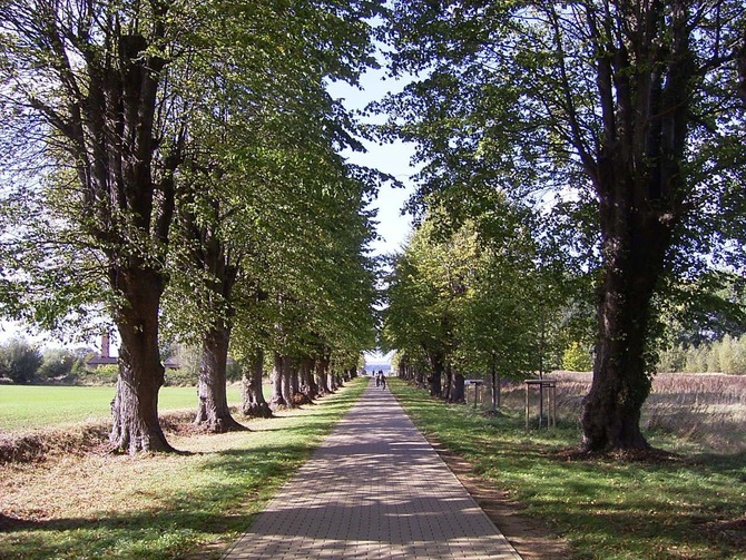 Ferienwohnung in Groß Schwansee - Fewo Seestern - Allee vom Schlossgut zum Strand