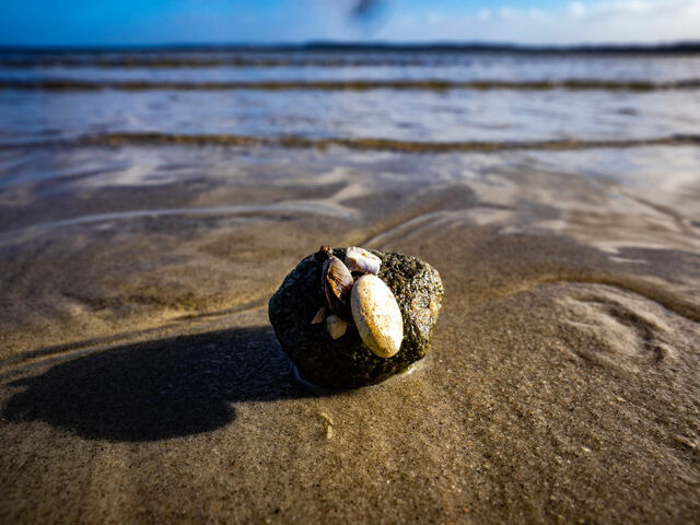 Ferienwohnung in Glücksburg - Ferienwohnung Glücks-Burg "Sonne" - Bild 18
