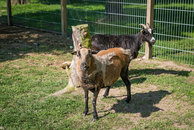 Ferienhaus in Grömitz - Backhaus - Bild 22