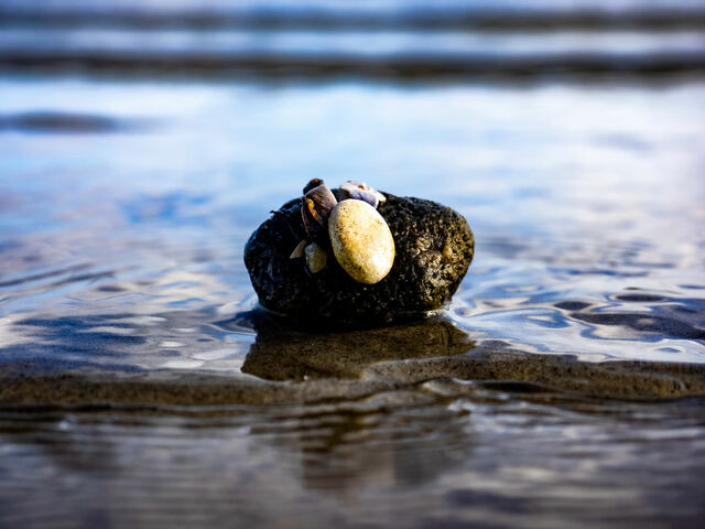 Ferienhaus in Gl&uuml;cksburg - Ferienhaus Seestern - Bild 23