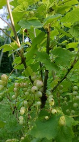 Ferienwohnung in Grube - Edler Altbau, 2,80m breites Doppelbett - Bild 16