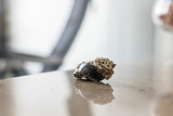 Ferienwohnung in Laboe - Börn Hafenkajüte - Bild 7