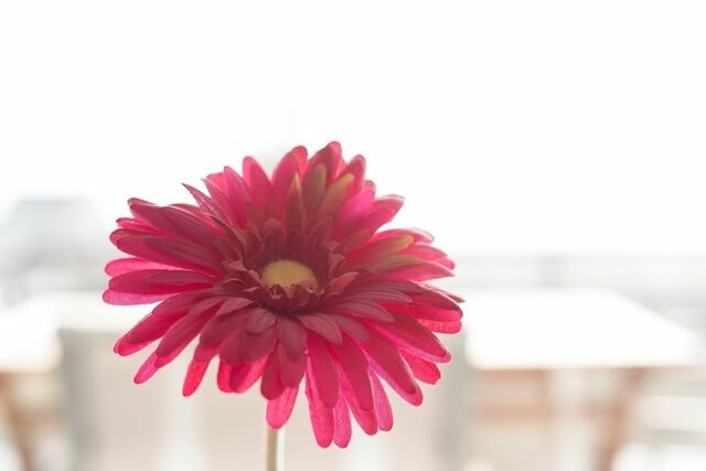 Ferienwohnung in Grömitz - Goldene Ruh Auszeit mit Aussicht - Bild 6