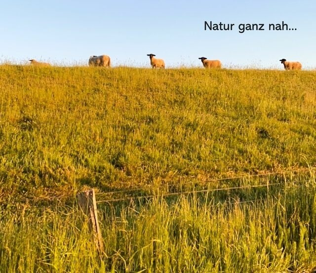 Ferienwohnung in Wendtorf - Silberm&ouml;we - Bild 19