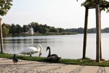 Ferienwohnung in Seebad Bansin - (Brise) Villa Vineta Bansin App. 04 - Bild 16