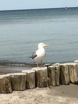 Ferienwohnung in Ostseeheilbad Zingst - Kranich - Bild 19