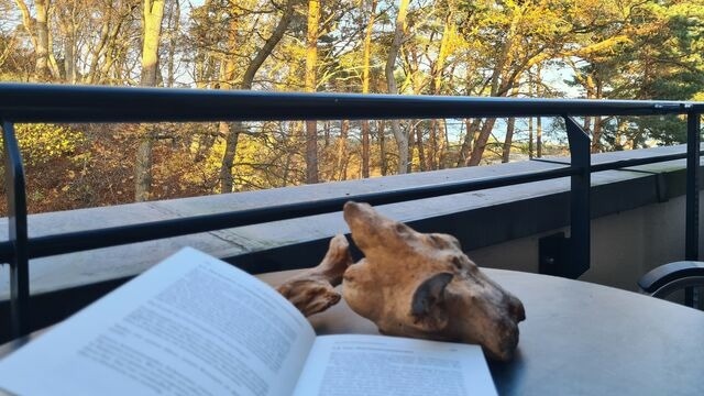 Ferienwohnung in Baabe - Sonnensegler - Bild 3